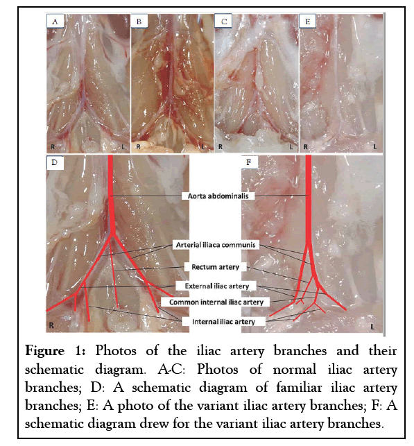 experimental-cardiology-artery