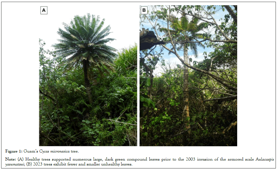 geography-natural-tree