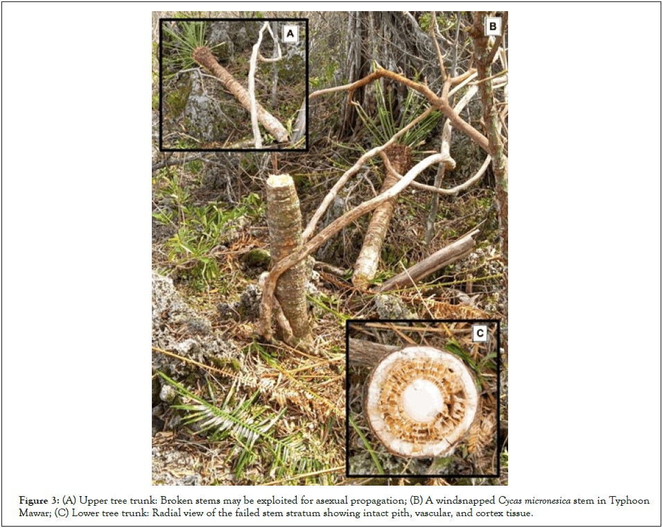 geography-natural-trunk