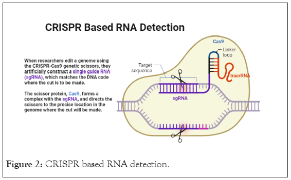 immunome-detection