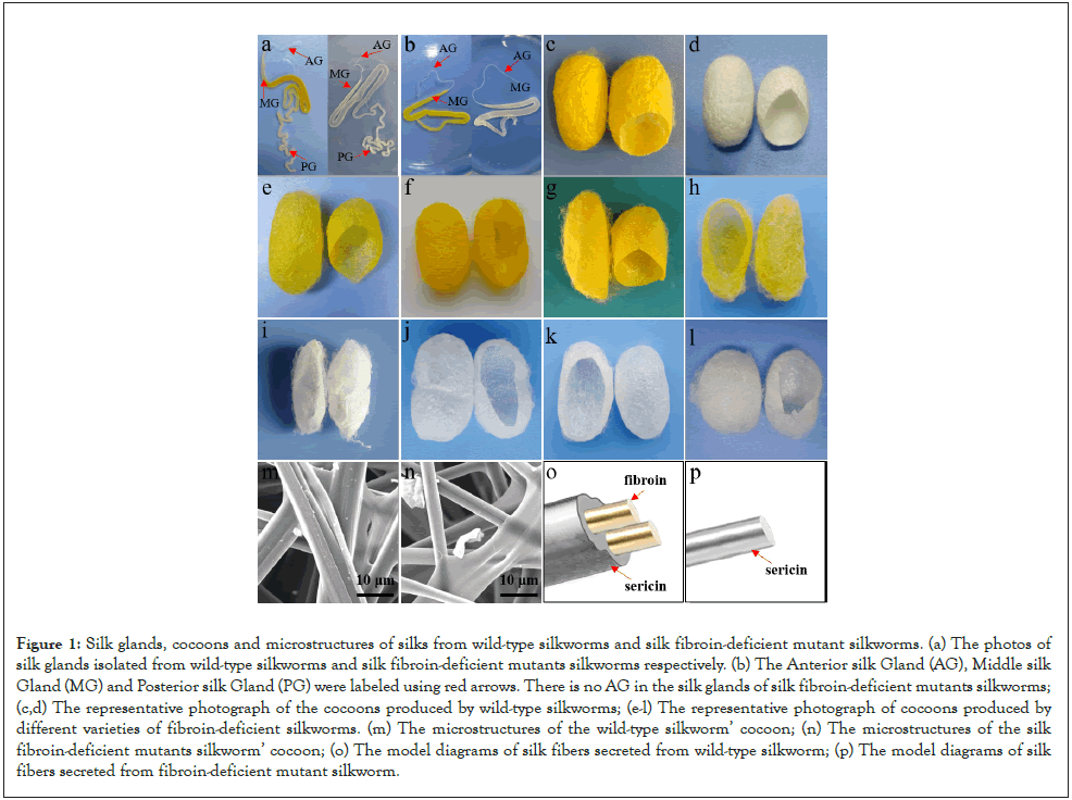 journal-pharmacological-silk