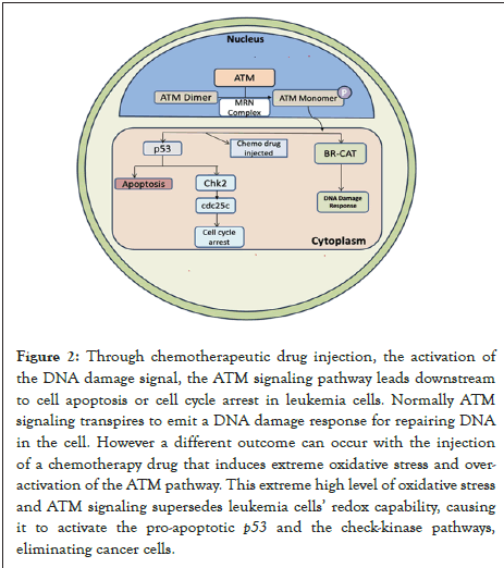 leukemia-incidence-damage