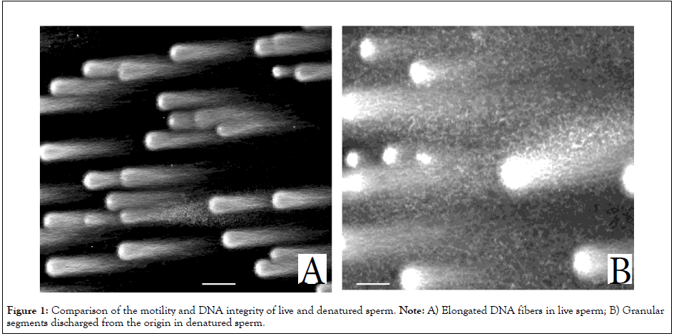 medical-diagnostic-methods-fibers