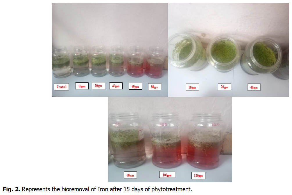 ukrainian-journal-ecology-bioremoval