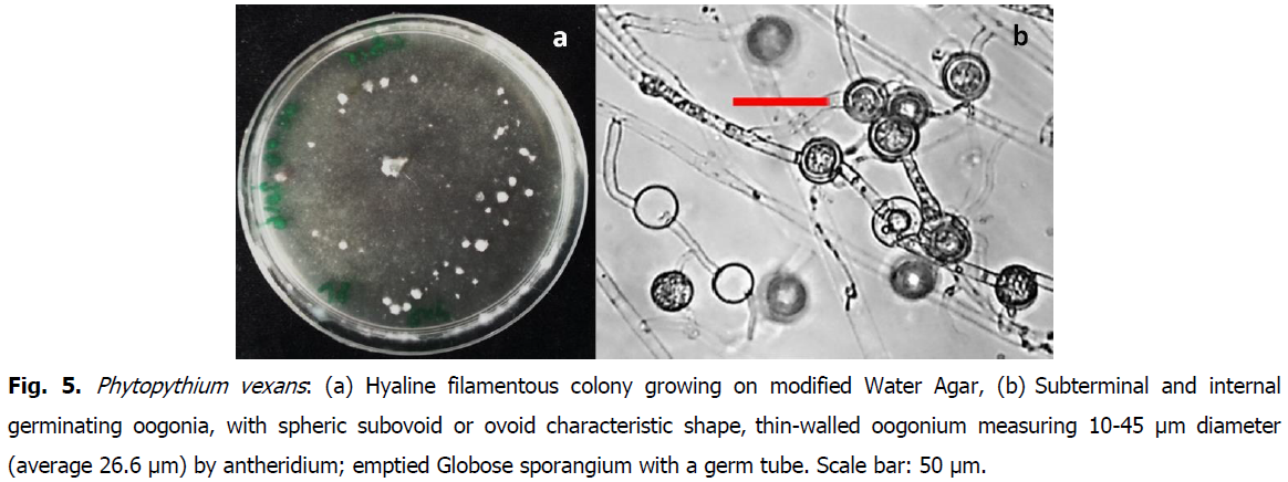 ukrainian-journal-ecology-filamentous