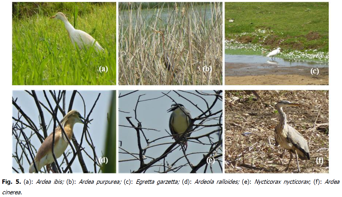 ukrainian-journal-ecology-nycticorax