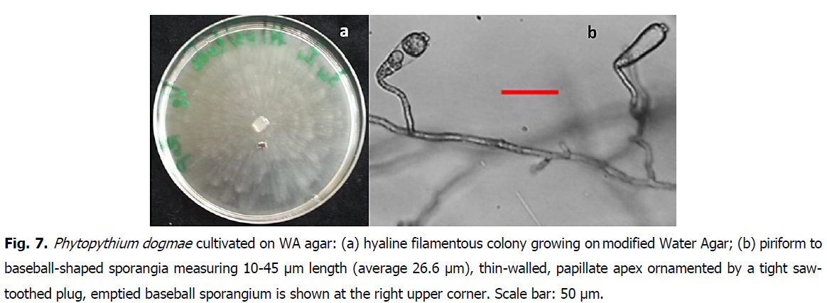 ukrainian-journal-ecology-sporangium