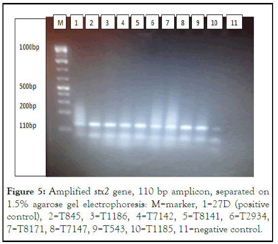 CPOA-agarose
