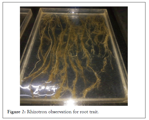root