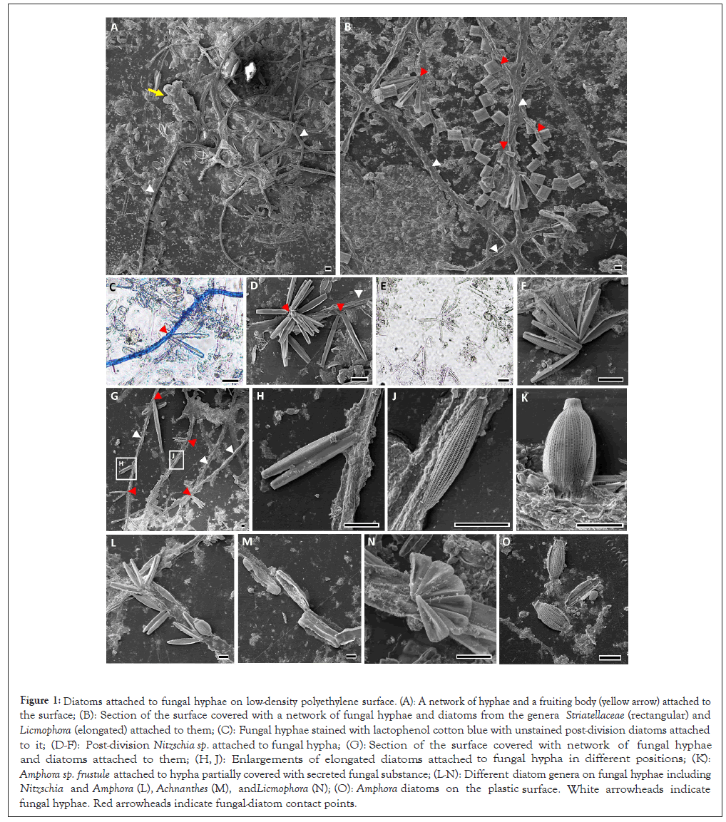 Diatoms