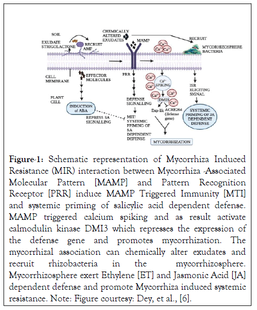 Mycorrhiza