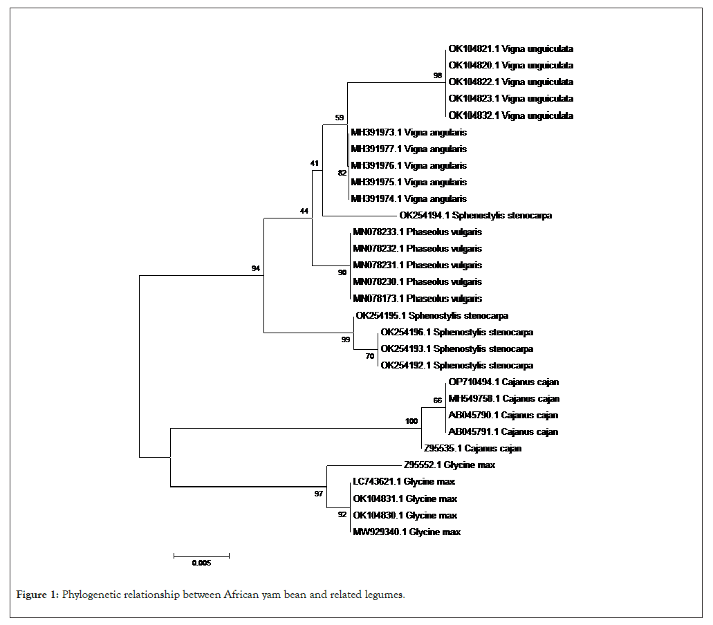 Phylogenetic