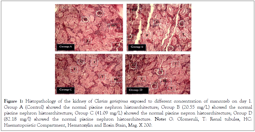 Histopathology