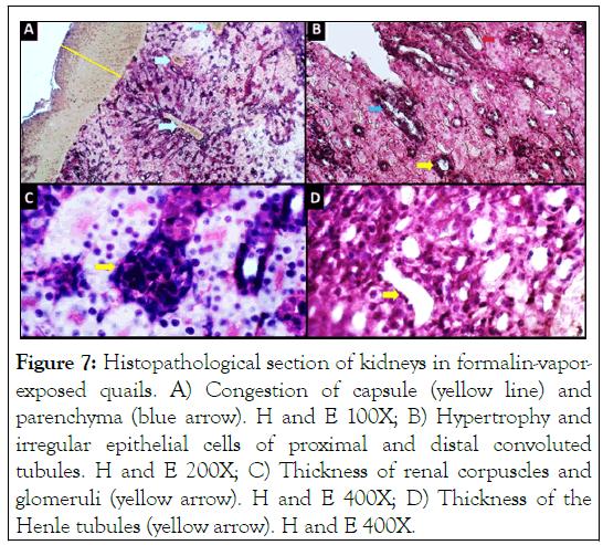 Histopathological