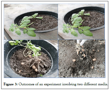 HORTICULTURE-potato