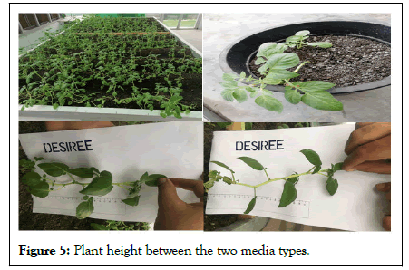 HORTICULTURE-potato