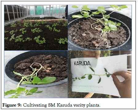 HORTICULTURE-potato