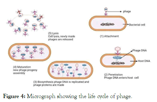 jcma-phage