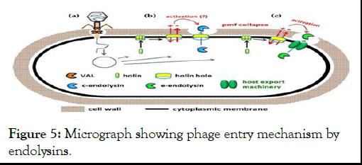 jcma-phage