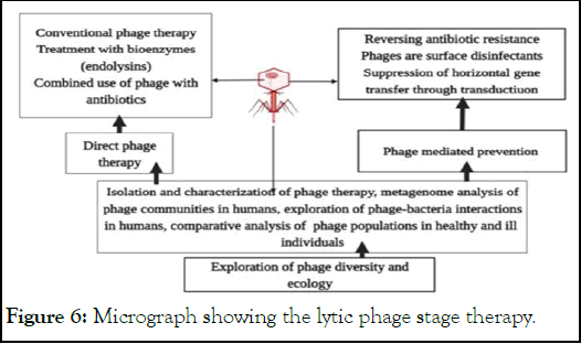 jcma-phage