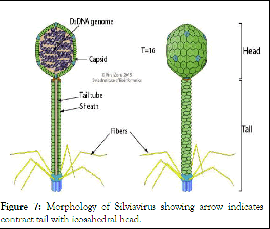 jcma-phage