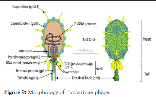 jcma-phage