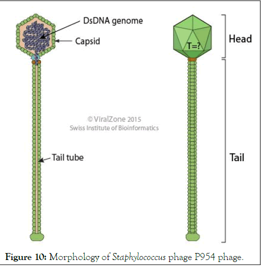 jcma-phage