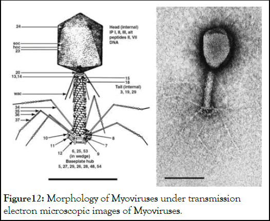 jcma-phage