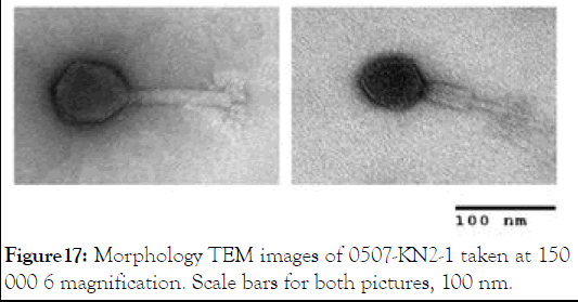 jcma-phage