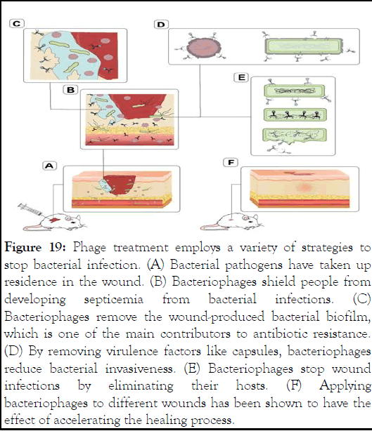 jcma-phage