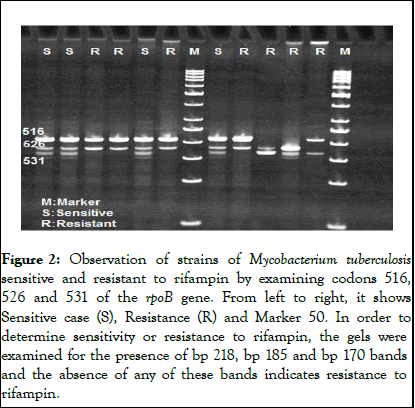 mdtl-pcr