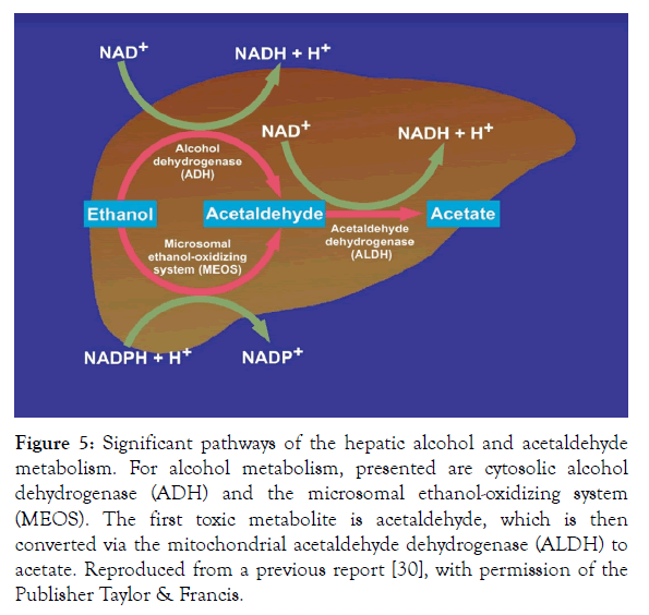 Biochemistry-Pharmacology-alcohol-metabolism