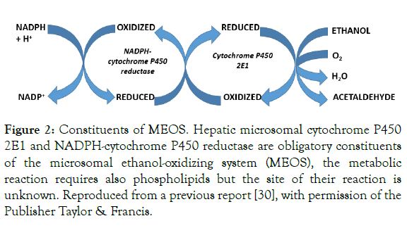 Biochemistry-Pharmacology-microsomal-cytochrome