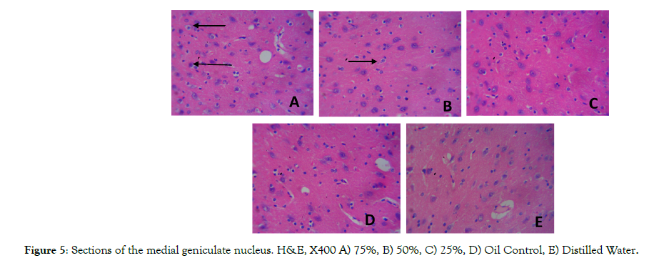 Cell-Developmental-Biology-geniculate-nucleus