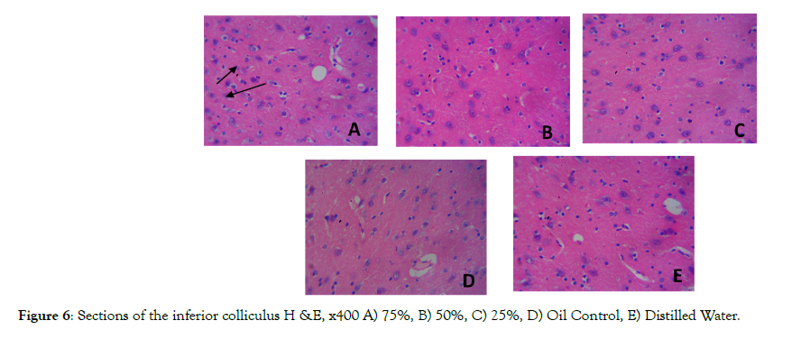 Cell-Developmental-Biology-inferior-colliculus