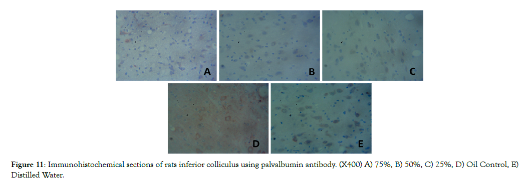 Cell-Developmental-Biology-inferior-colliculus