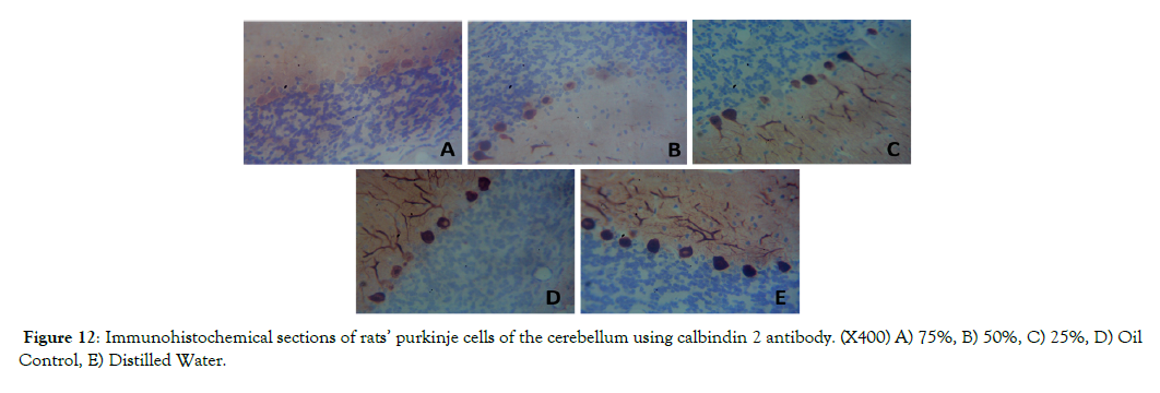 Cell-Developmental-Biology-purkinje-cells