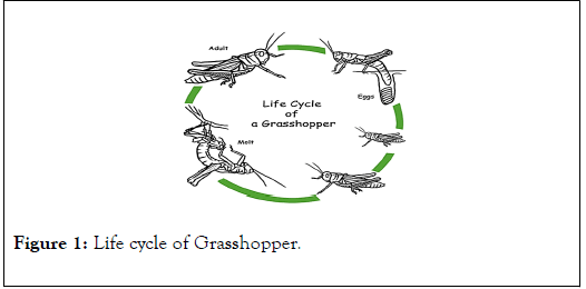 Entomology-Ornithology-Herpetology-Grasshopper