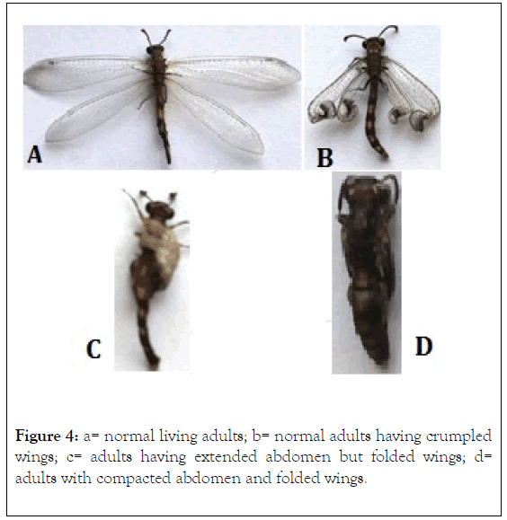 Entomology-Ornithology-Herpetology-adults