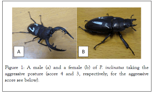 Entomology-Ornithology-Herpetology-posture