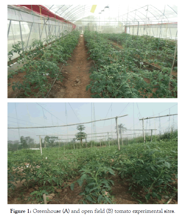 Horticulture-tomato-experimental