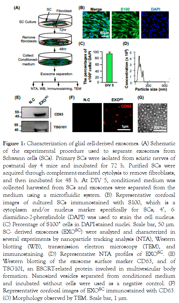 Immunotherapy-glial