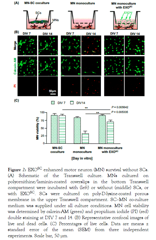 Immunotherapy-polyornithine