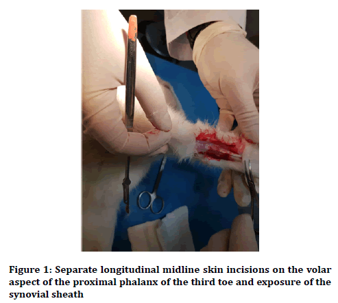 Medical-Dental-Science-longitudinal-midline