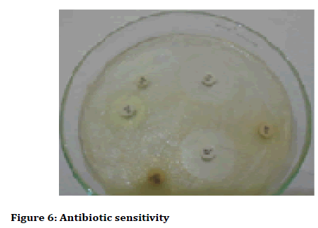 Medical-dental-Antibiotic-sensitivity