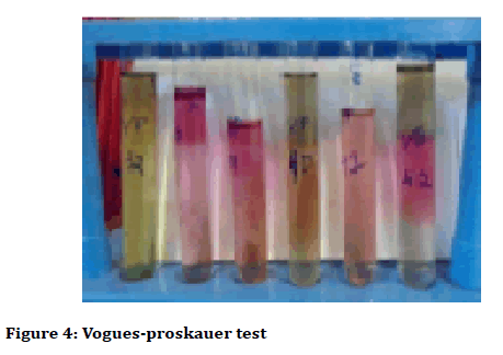 Medical-dental-Vogues-proskauer