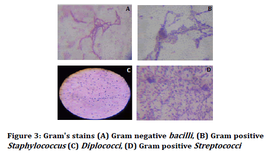 Medical-dental-positive-Streptococci