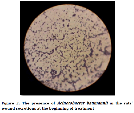 Medical-dental-science-Acinetobacter-baumannii