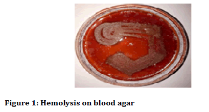 Medical-dental-science-blood-agar