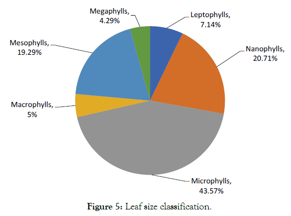 Medicinal-Aromatic-Plants-Leaf-size-classification